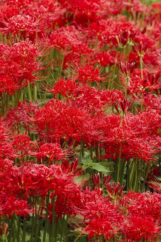 A patch of red spider lilies