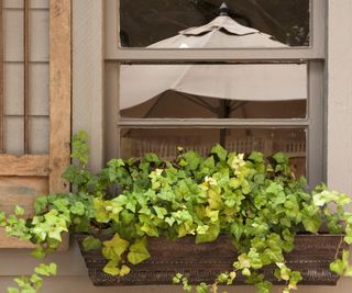 Green ivy in a window box