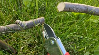 The Wolf-Garten RSEN Anvil Pruner, cutting a tree branch during our hands-on testing.