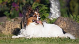 Papillon lying outside in garden