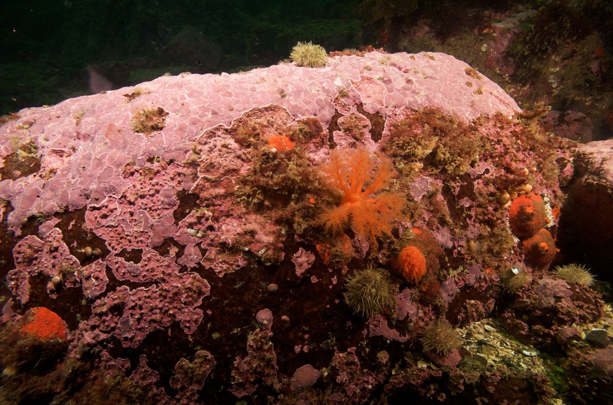 Coralline algae