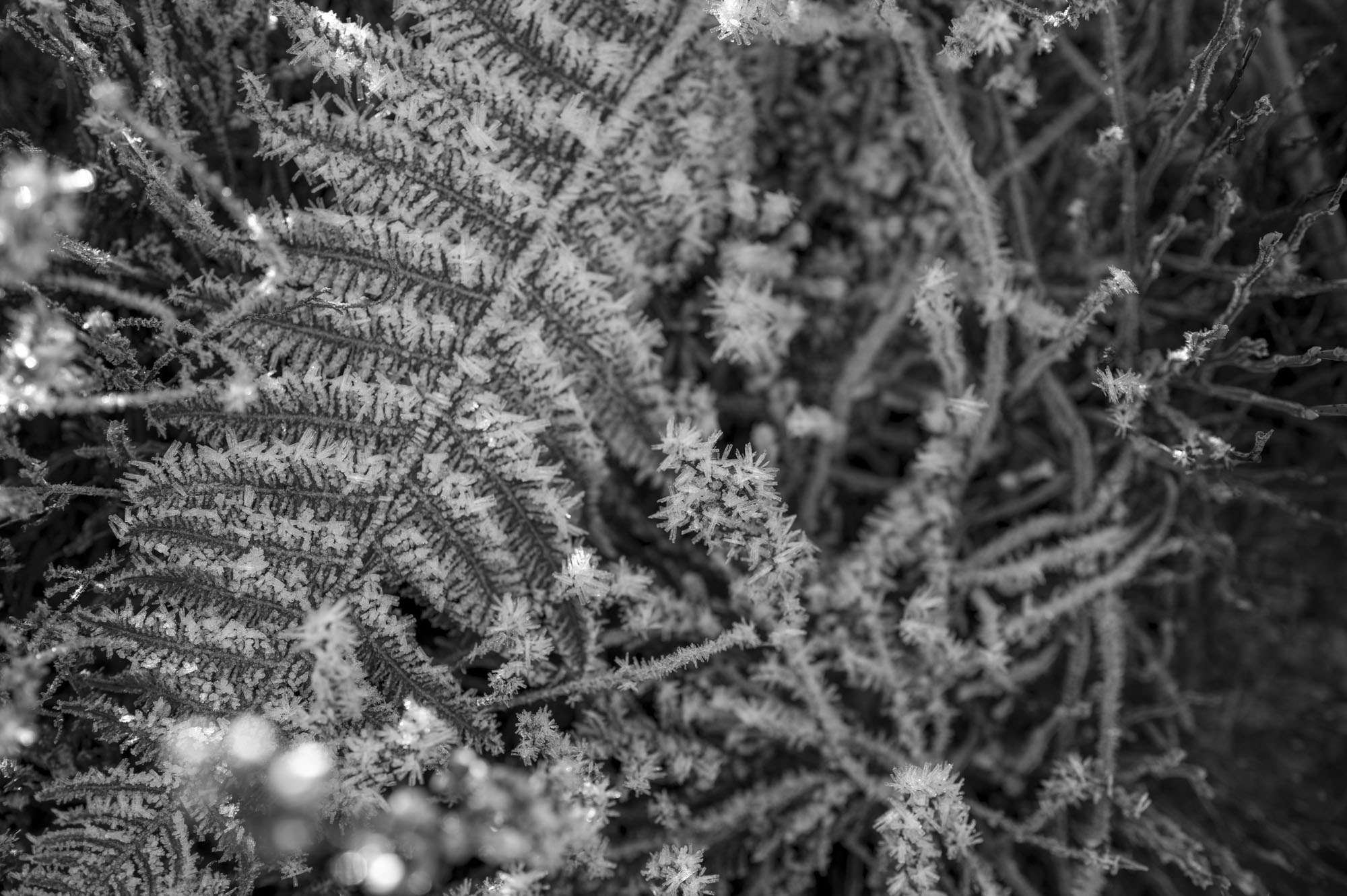 Leica Q3 Monochrom sample gallery: closeup of frost-covered ferns