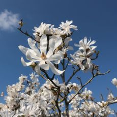 Flowering star magnolia tree