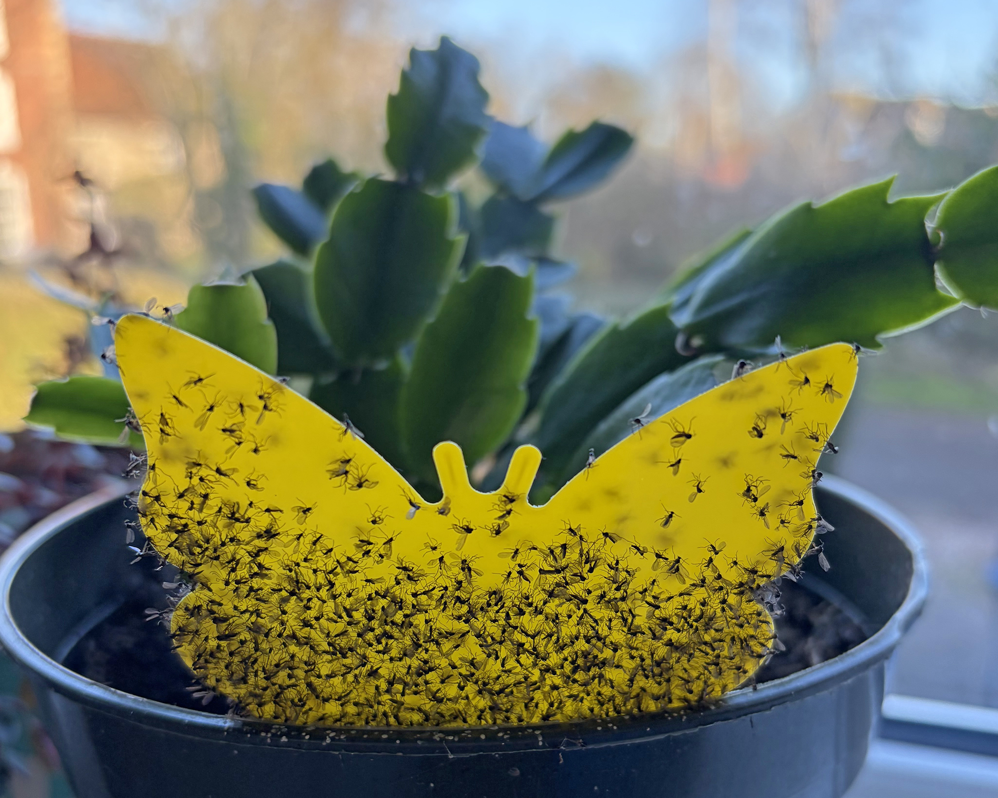 Sticky trap covered in fungus gnats on Thanksgiving cactus