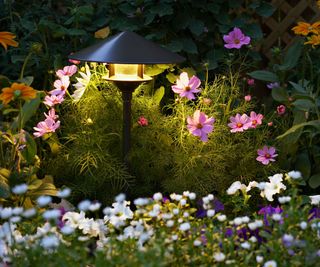 Solar lights illuminating flowers