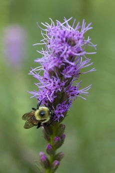 Bumble Bee On A Purple Liatris Blazing Star Plant