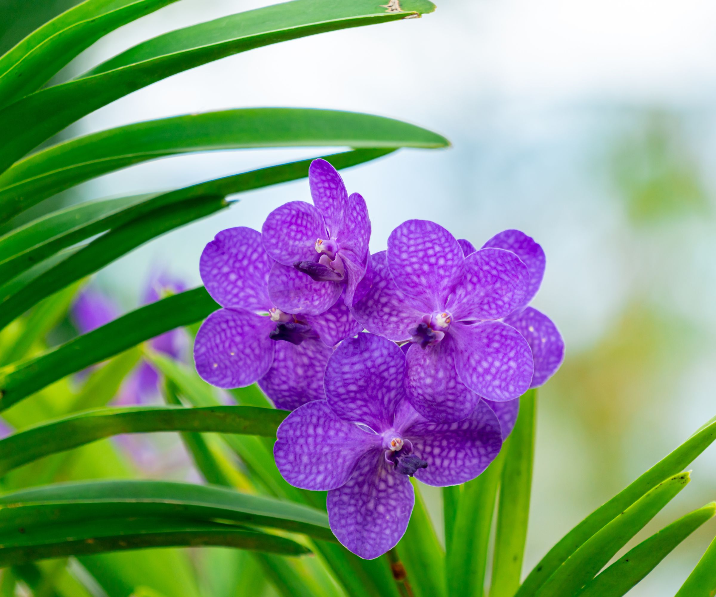 Vibrant Purple Vanda Orchid Cluster on Tropical Green Leaves