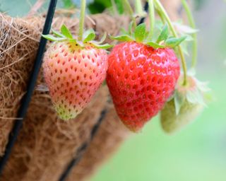 Strawberry hanging basket with coir lining