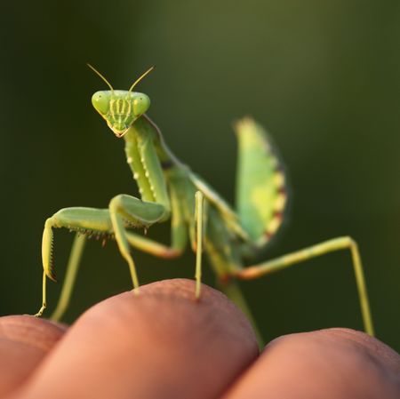 Insect, Mantis, Mantidae, Grasshopper, Invertebrate, Macro photography, Pest, Hand, Oecanthidae, Close-up, 