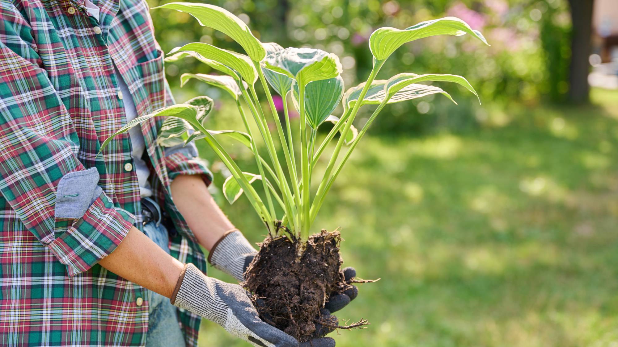 Gardener dividing hosta for more free plants