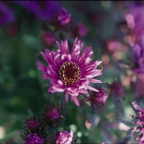 Purple Dome New England Aster - #1 Container