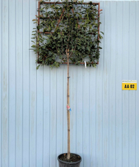 Photinia Red Robin | £368.76 at Hope Grove Nurseries