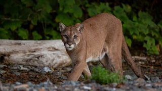 Mountain lion prowling on beach