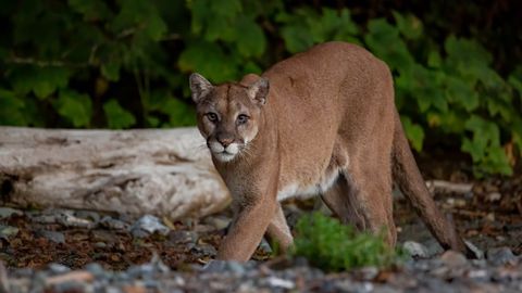 Watch hiker's scary close encounter with mountain lion | Advnture