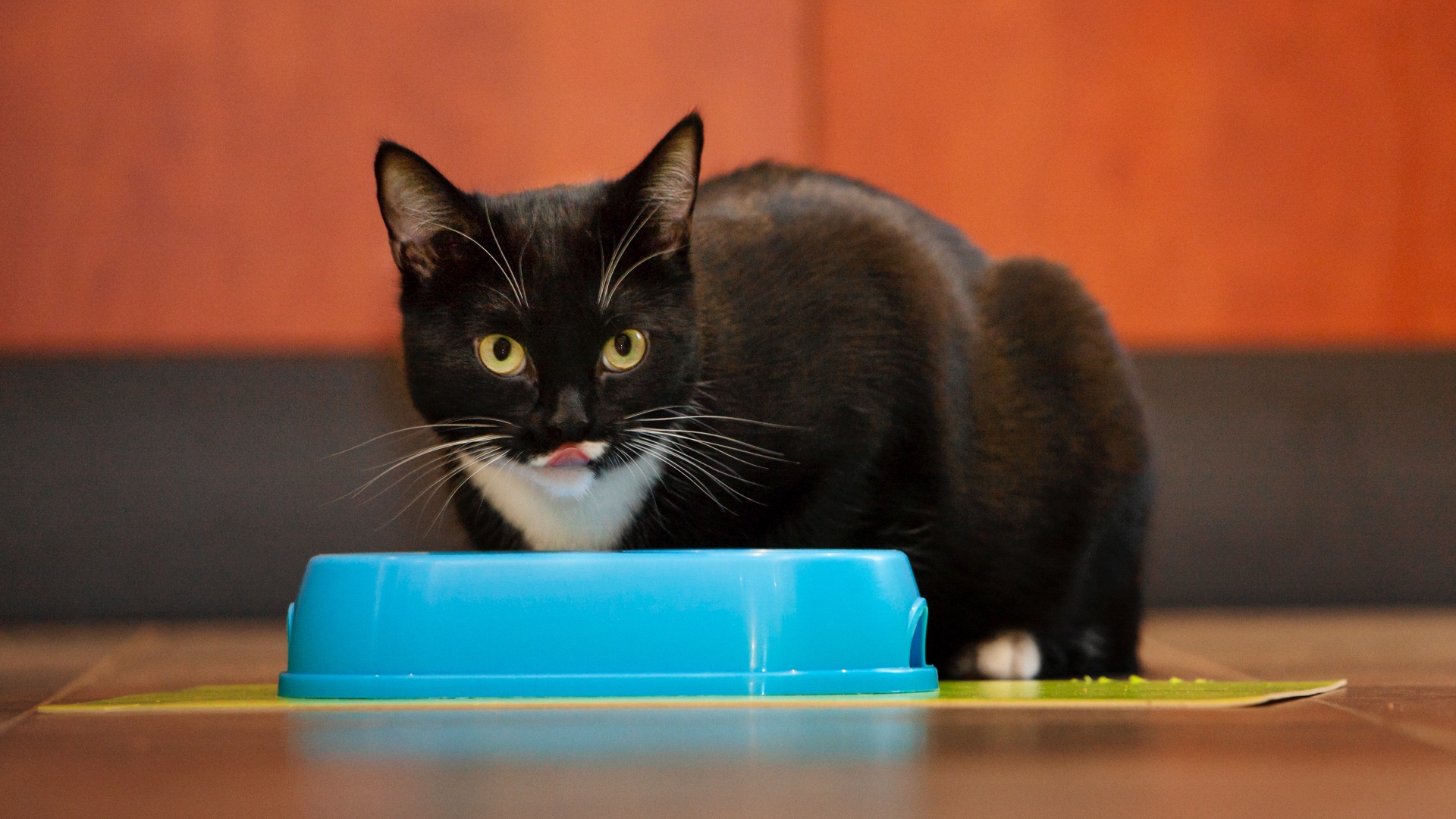 Feed me cat. Feed me cat