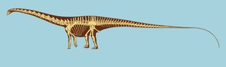 Artwork by Scott Hartman reveals the bone structure of Diplodocus.