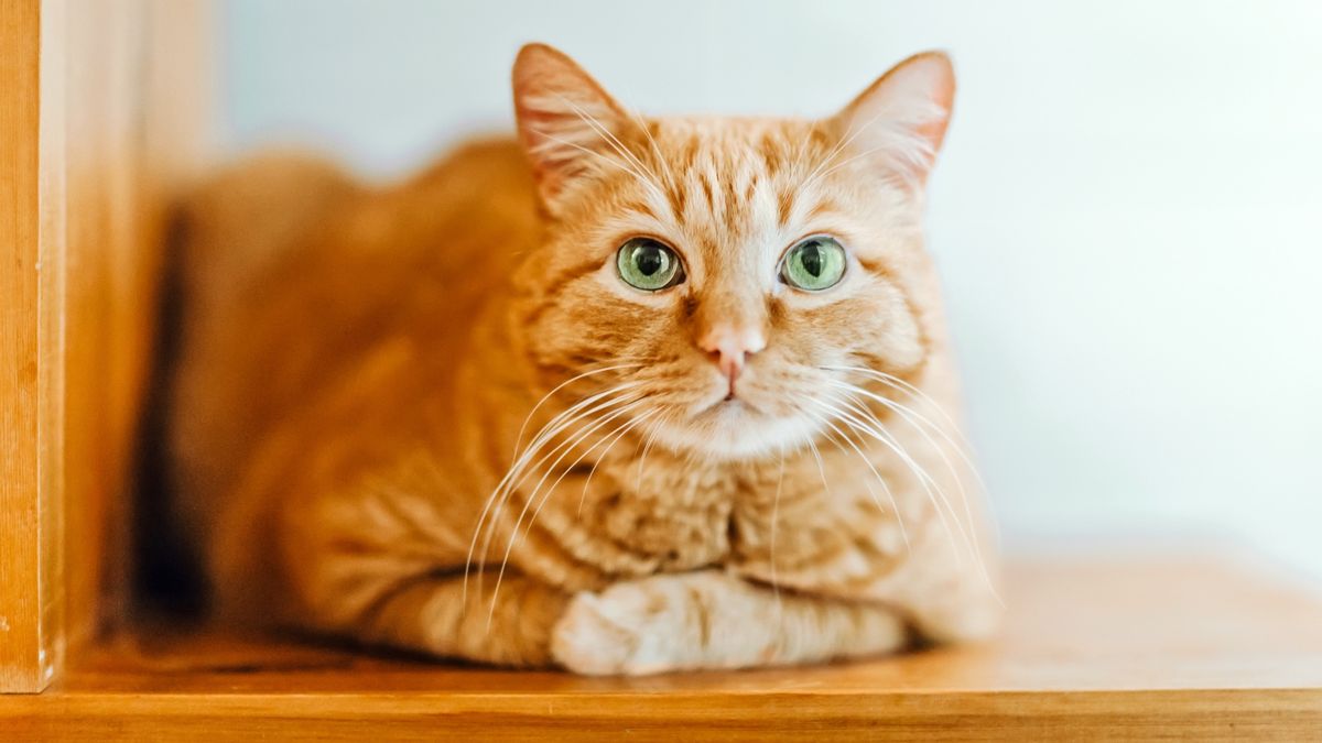 orange tabby cat with white