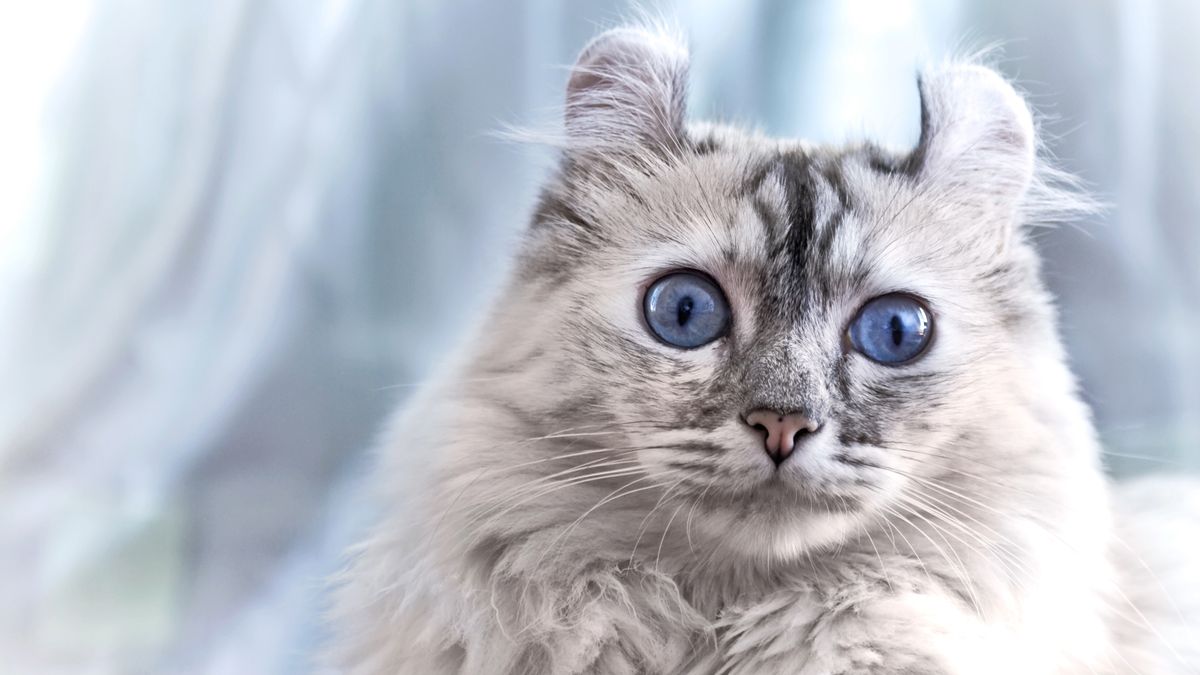 32 best cats for seniors PetsRadar