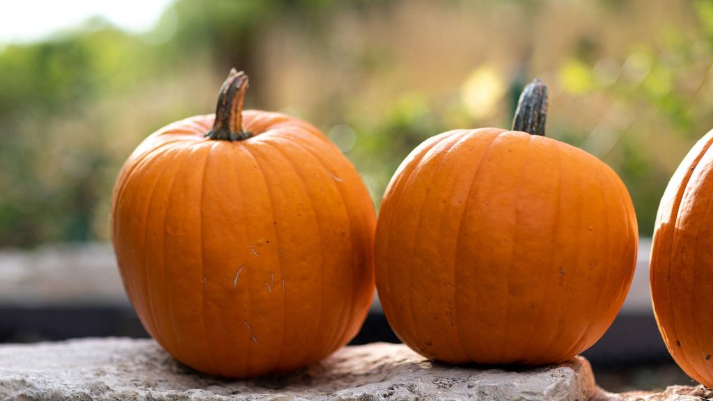 ripe, fresh harvested pumpkins, ready for halloween 