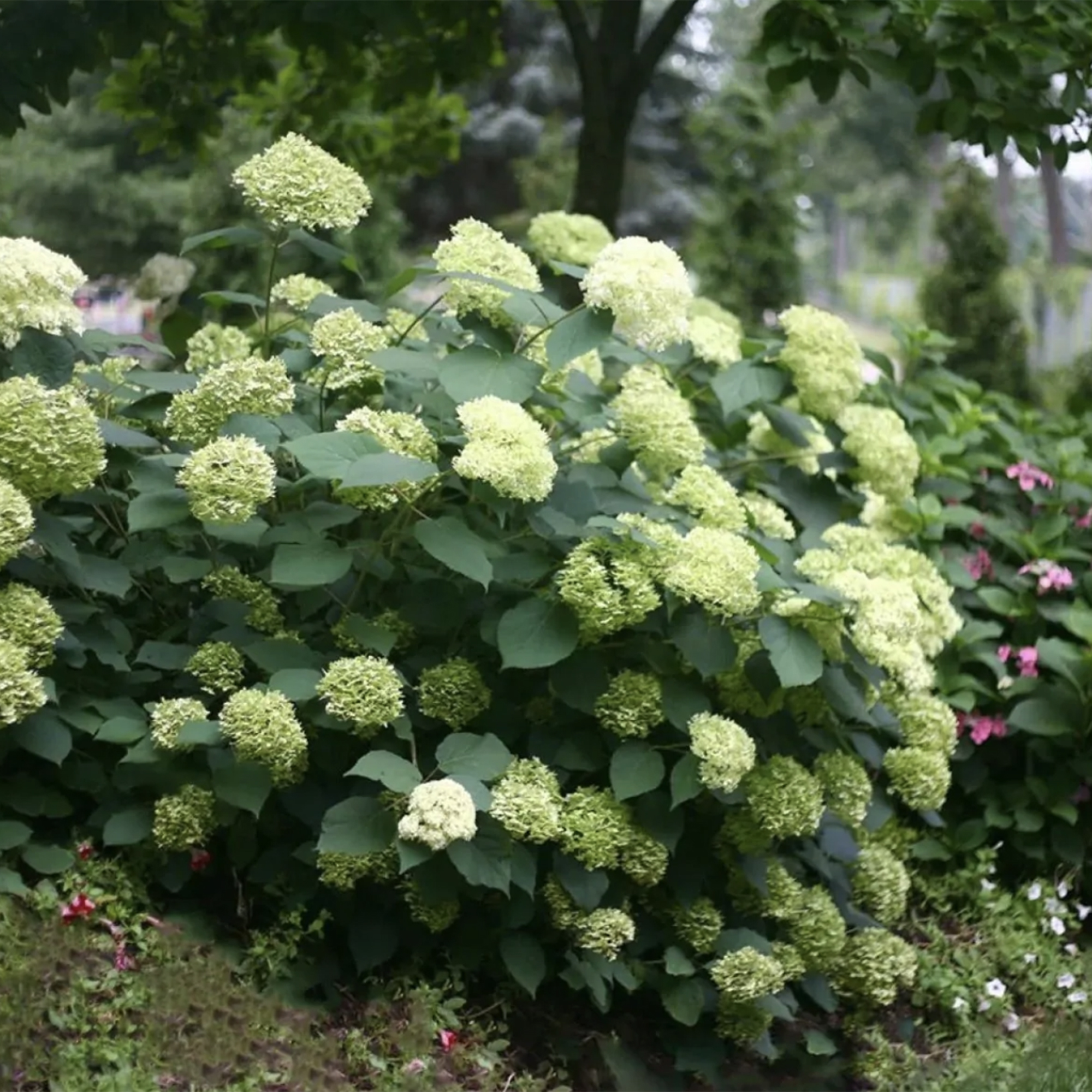 Hydrangea arborescens Lime Rickey