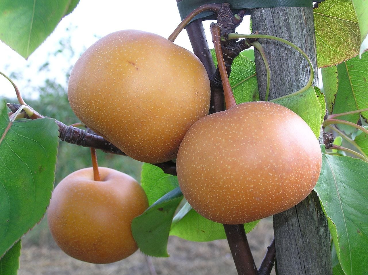What Is A Chojuro Asian Pear Learn About Growing Chojuro Asian Pear Trees Gardening Know How