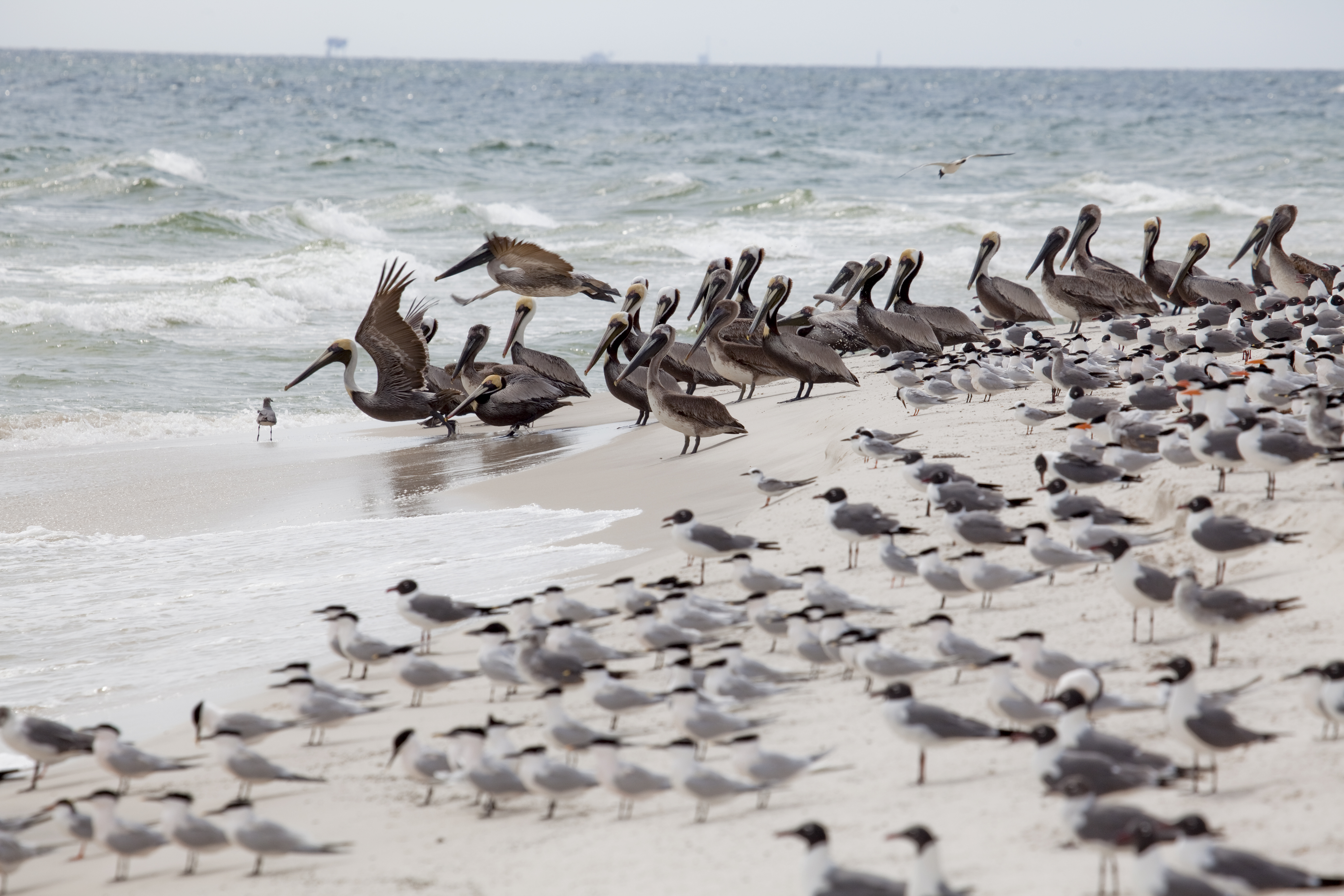 alabama's coast