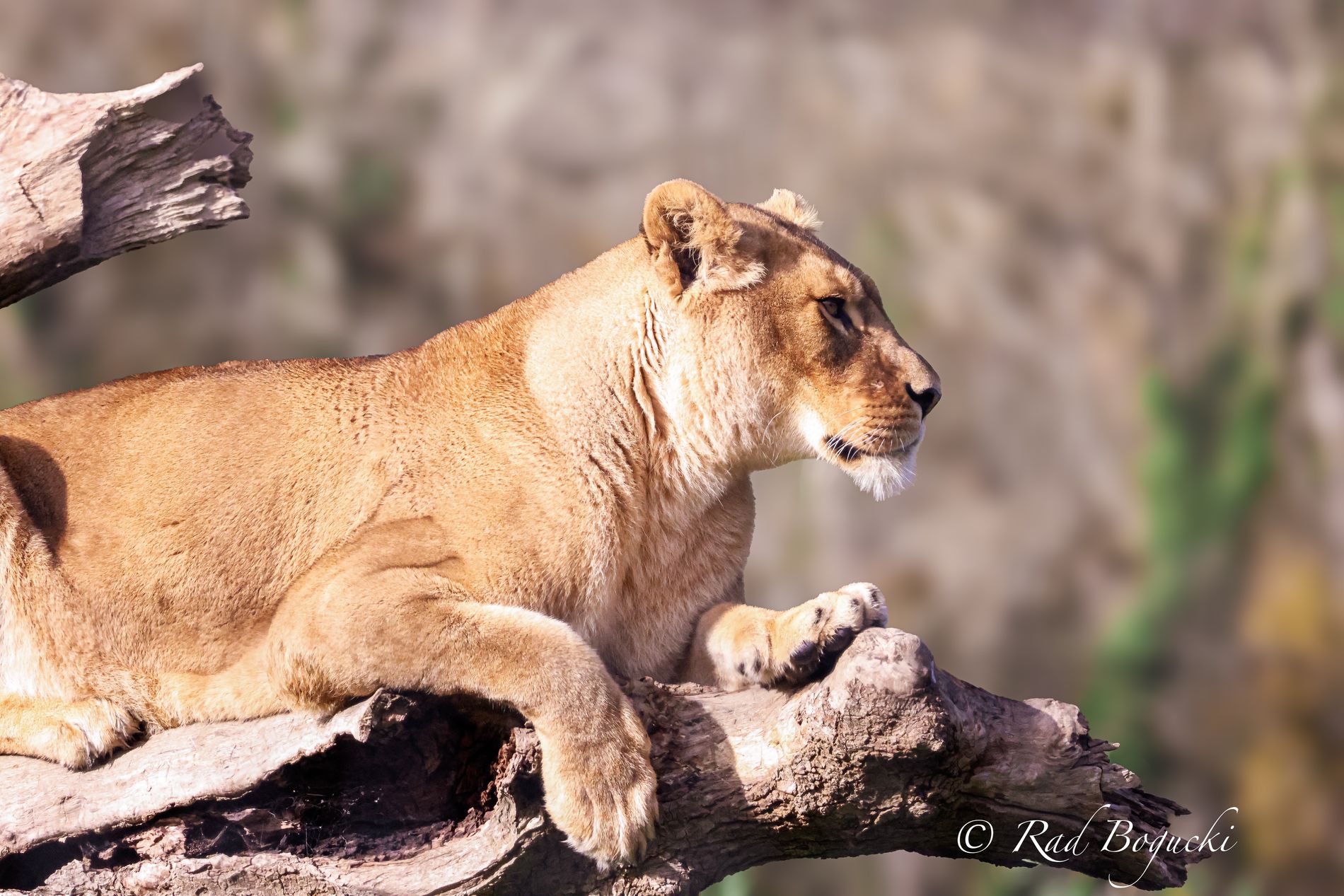 GuruShots - Nature&rsquo;s Masterpiece 2026