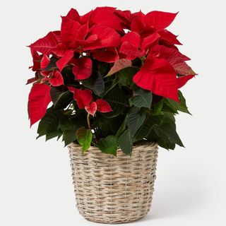 Picture of large M&S planted poinsettia