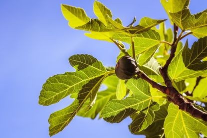 How to grow fig trees, by Jamethlene Reskp