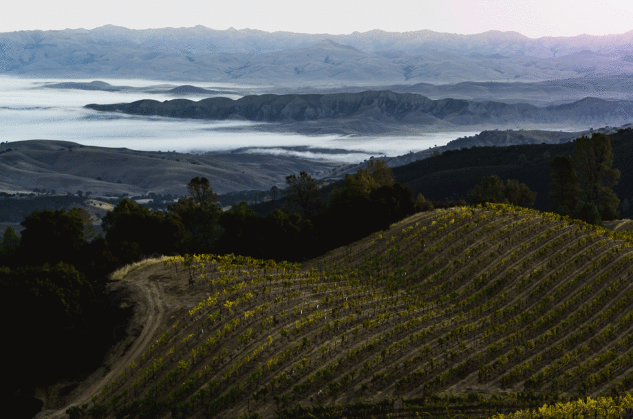 Caleras-Jensen-Vineyard.-Photo-credit-Wildly-Simple-Productions.-Courtesy-of-Calera-920x609.gif