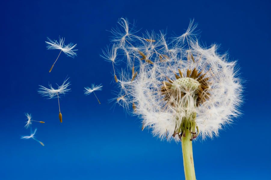 Japanese scientists discover a cure for aging (but it only works in flowers)