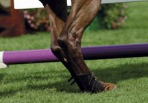hocks.jpg