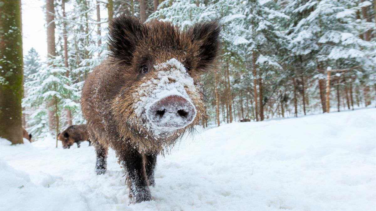 Wild boar in snowy field