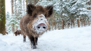 Wild boar in snowy field