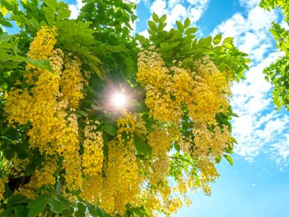 Golden tree (Cassia fistula)