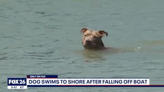 dog swims five miles to shore