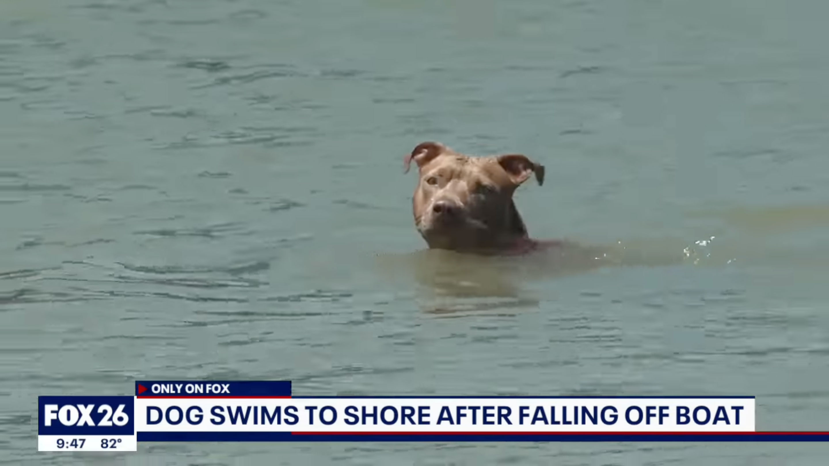 Monster the dog swims five miles back to shore after falling off his  owner's boat | PetsRadar