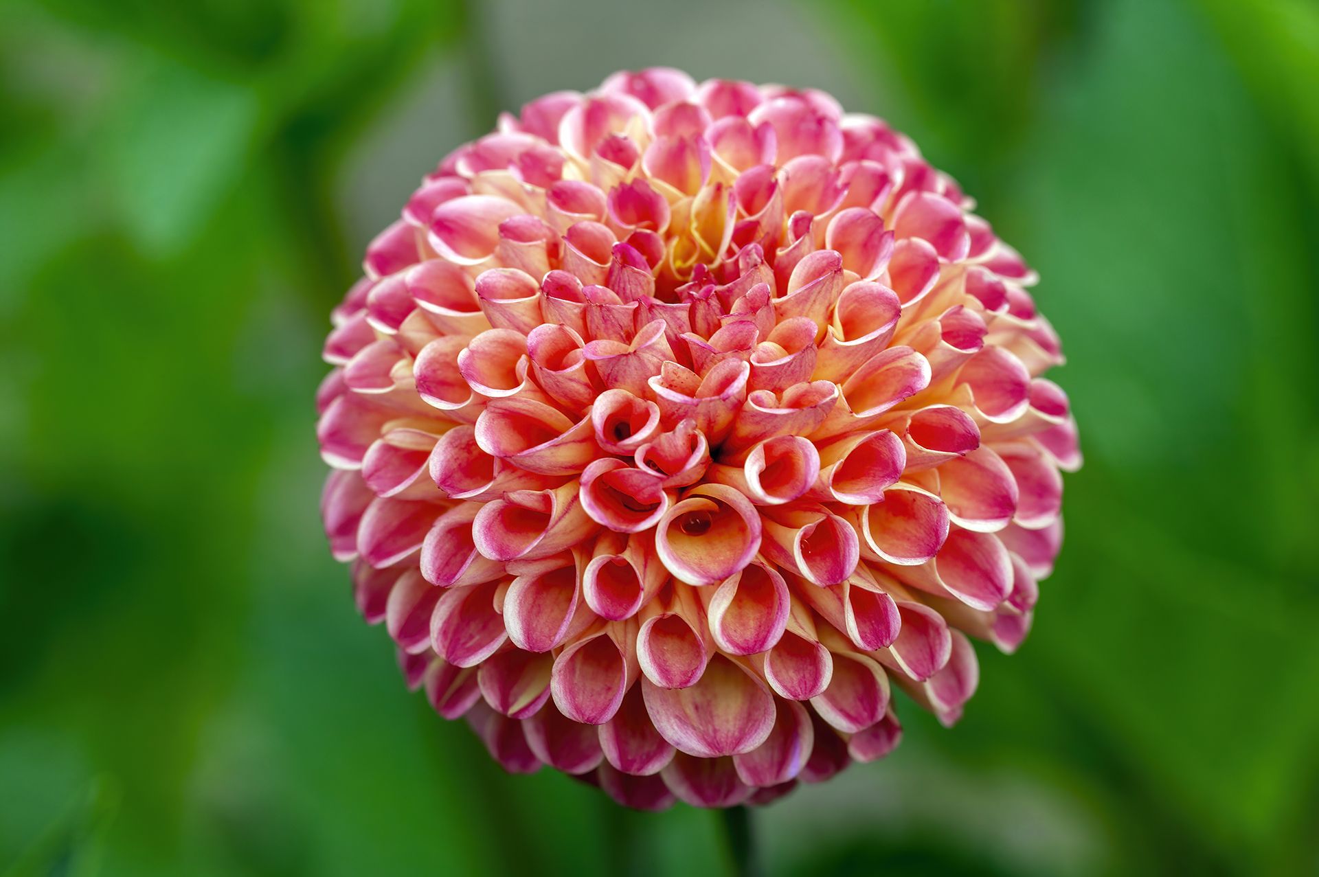How to overwinter dahlias Homes & Gardens