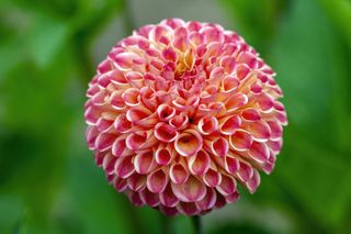 Dahlia 'Will's Ringwood Rosie' a pink summer autumn pompom flower