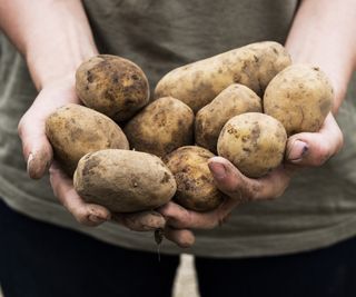 A handful of fresh harvested potatoes