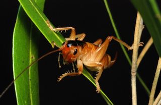 Glomeremus orchidophilus – a raspy cricket – made the top 10 list for its distinction of being the only pollinator of the rare and endangered orchid Angraecum cadetii on Réunion in the Mascarene Archipelago in the Indian Ocean. The scientists who made the