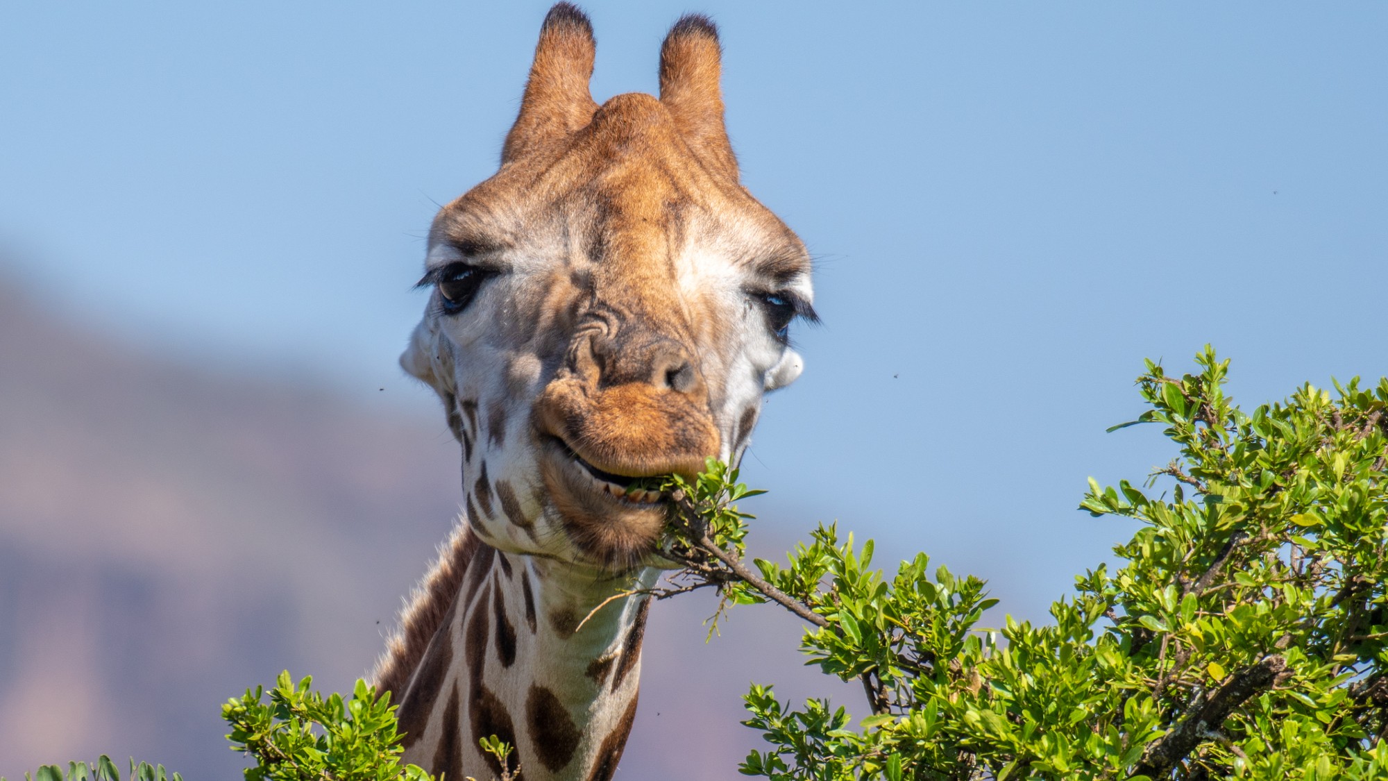 A giraffe eats leaves from a branch on a tree.