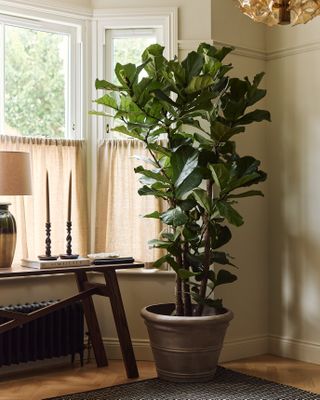 A fiddle leaf fig tree in a home beside a window