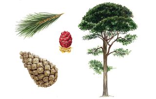 identifying british trees