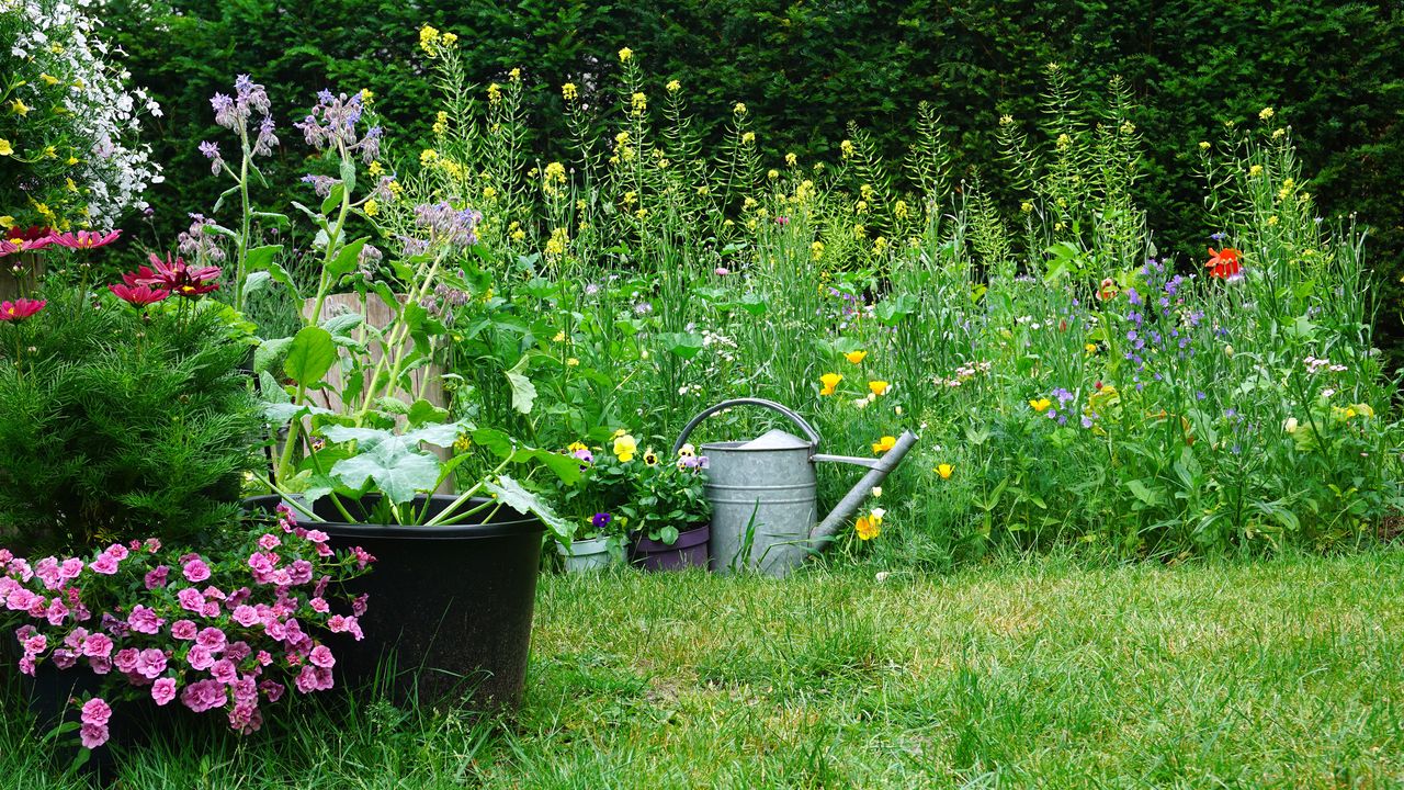 wildflower garden with watering can