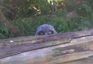 Whooo's hiding back there? A snowy owl chick, just a month old, at the Woodland Park Zoo.