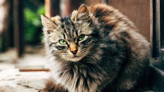 Long haired ragamuffin type cat