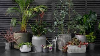 dark stained fence with selection of planters