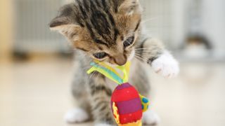 Kitten with toy in mouth