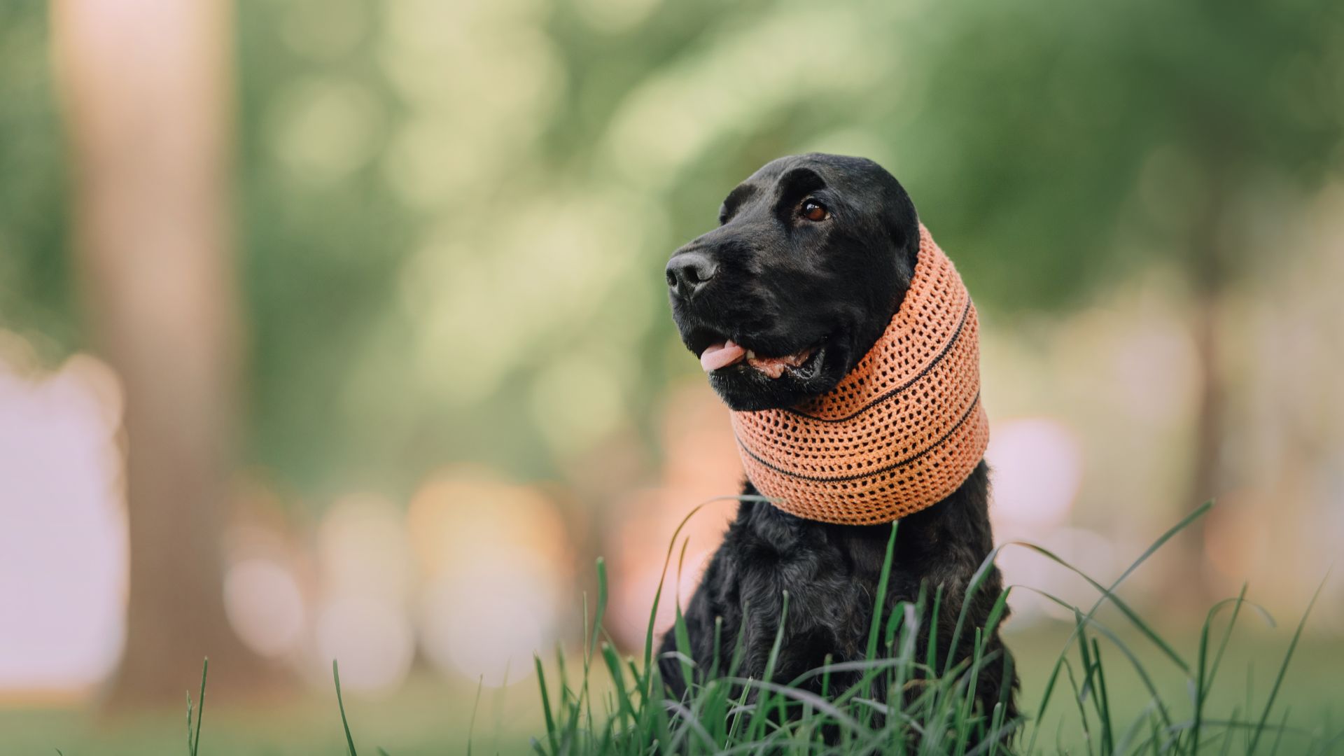 cocker spaniel wearing snood